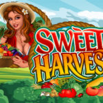 Sweet harvest