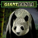 Untamed giant panda