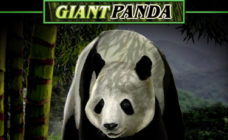 https://cdn.vegasgod.com/microgaming/untamed-giant-panda/cover.jpg