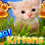 Omg kittens