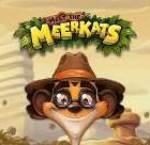 Meet the Meerkats